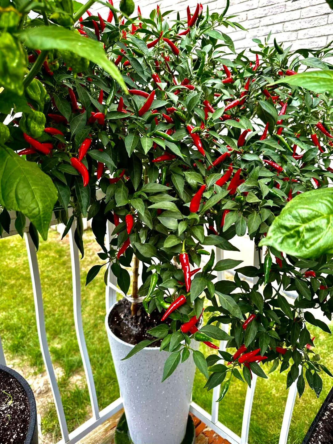 Chỉ với những chiếc xô nhựa, bà cụ thu hoạch gần 25kg ớt: Cư dân mạng trầm trồ "Đúng là cao thủ làm vườn" - Ảnh 1.