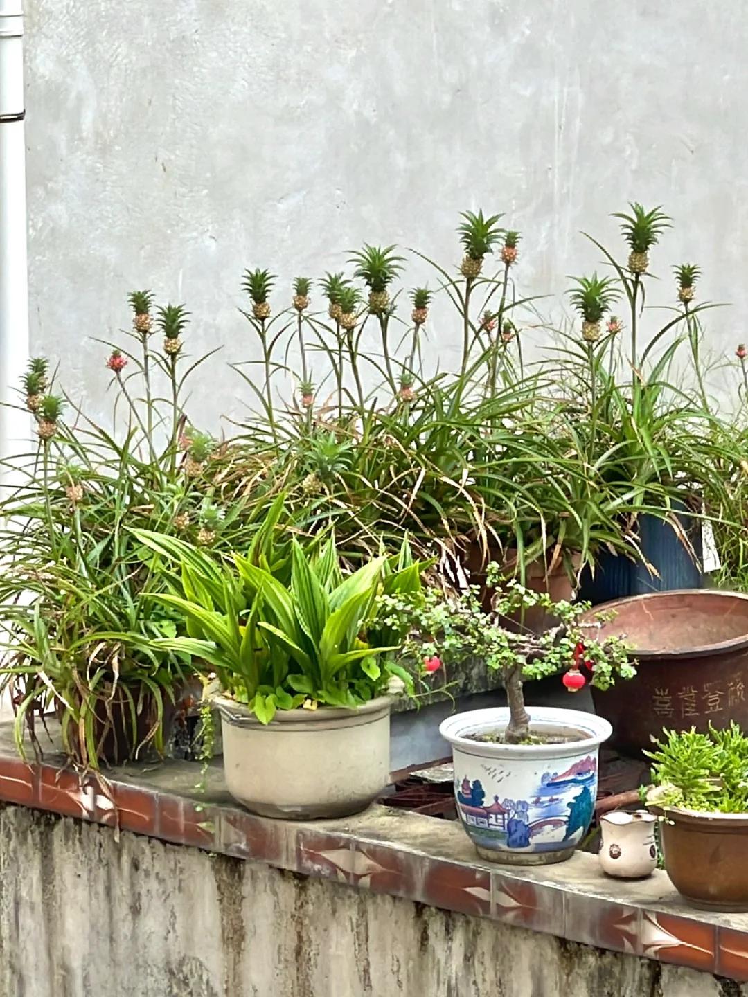 Chậu dứa mini của b&agrave; ngoại bất ngờ g&acirc;y sốt mạng x&atilde; hội: Hơn 100.000 người c&ugrave;ng "xin v&iacute;a" v&igrave; qu&aacute; dễ thương, ai ngắm cũng thấy l&ograve;ng dịu lại- Ảnh 1.