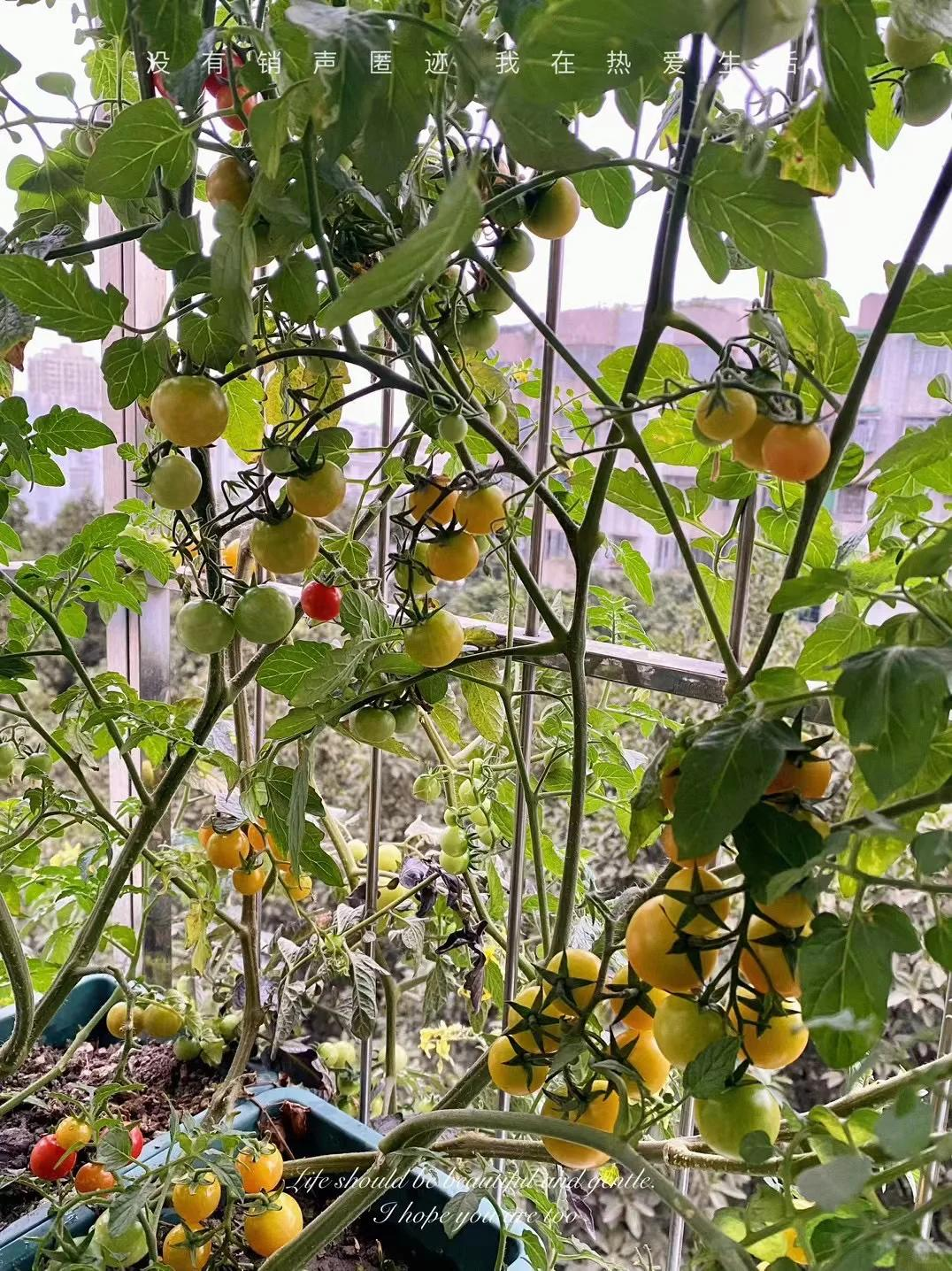 Từng trồng hoa "cây nào chết cây đó", người phụ nữ bất ngờ thu hoạch cà chua mỗi ngày nhờ thay đổi đúng một điều - Ảnh 2.