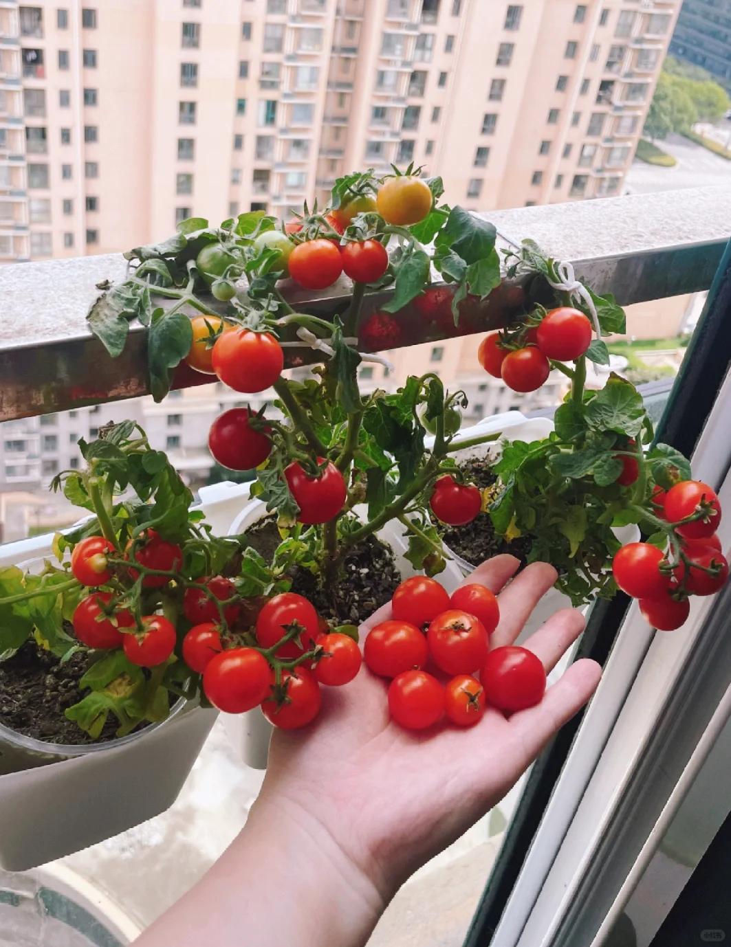 Từng trồng hoa "cây nào chết cây đó", người phụ nữ bất ngờ thu hoạch cà chua mỗi ngày nhờ thay đổi đúng một điều - Ảnh 1.
