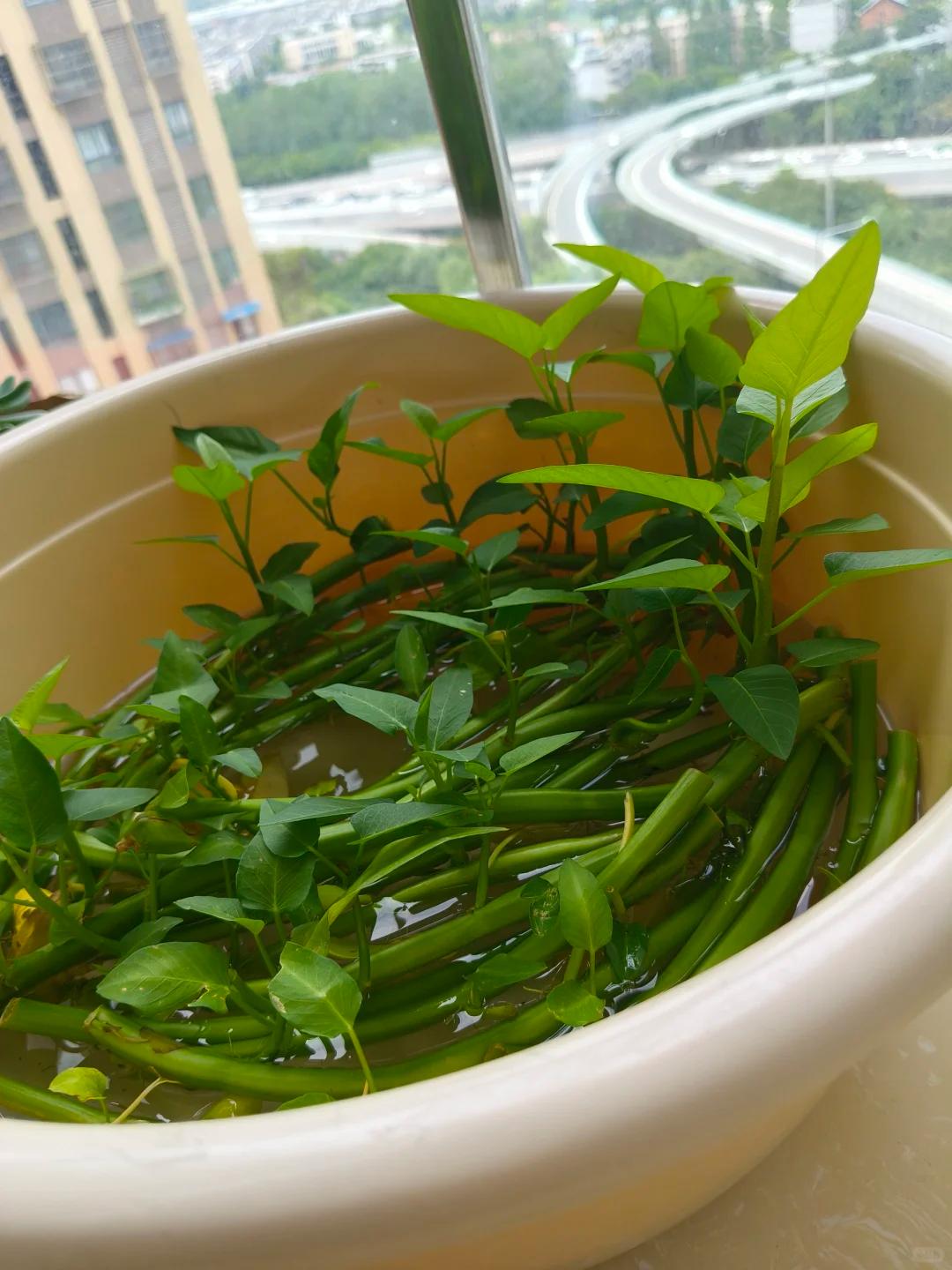 Chỉ từ vài cọng rau muống và một cốc nước, cô gái trẻ thu hoạch cả chậu rau sau một tháng: Cách trồng thủy canh khiến nhiều người muốn làm theo- Ảnh 2.
