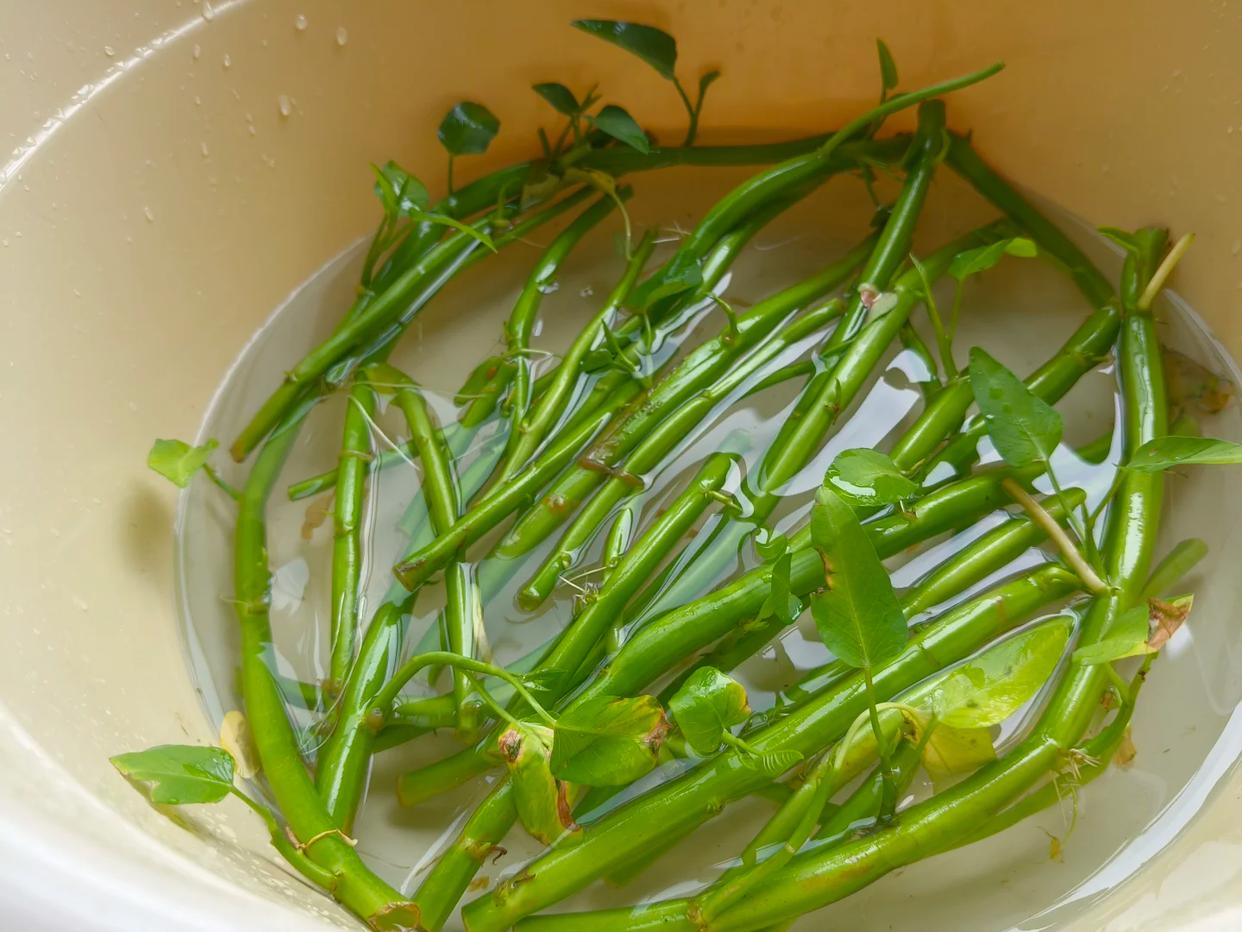 Chỉ từ vài cọng rau muống và một cốc nước, cô gái trẻ thu hoạch cả chậu rau sau một tháng: Cách trồng thủy canh khiến nhiều người muốn làm theo- Ảnh 7.