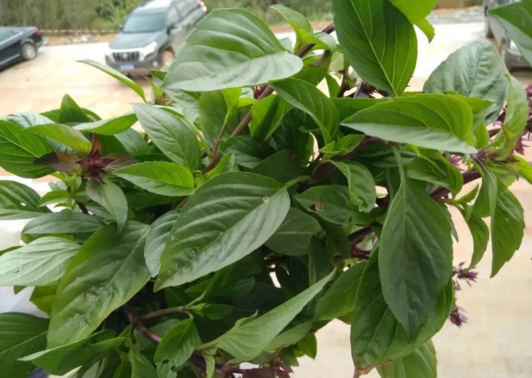 Vẫn là món trứng chiên nhưng cho thêm nắm lá này thái nhỏ, hương vị nâng tầm, thơm nức mũi và ngon vô cùng- Ảnh 1.