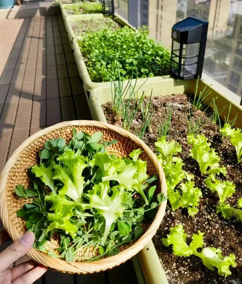 C&ocirc; g&aacute;i biến ban c&ocirc;ng 6m&sup2; th&agrave;nh vườn rau hơn 20 loại: Mỗi ng&agrave;y chăm 10 ph&uacute;t, rau xanh ăn kh&ocirc;ng hết - Ảnh 5.
