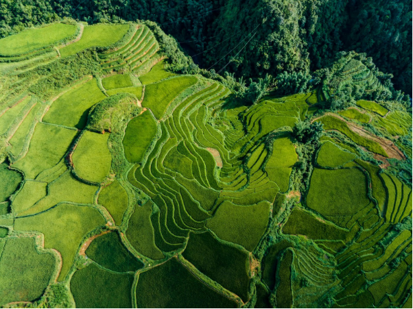 Sa Pa mùa lúa xanh: Chiêm ngưỡng "tấm thảm xanh" mướt mắt giữa đại ngàn - Ảnh 3.