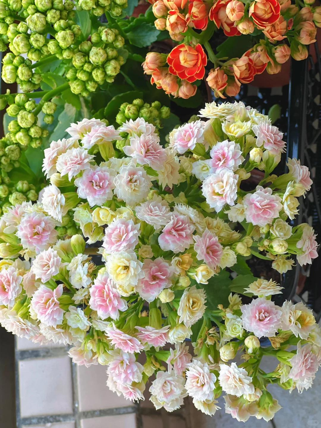 Cây hoa trường thọ mẹ trồng 5 năm bất ngờ nở rộ, dân mạng nhìn dáng cây liền muốn mua thêm một chậu- Ảnh 10.
