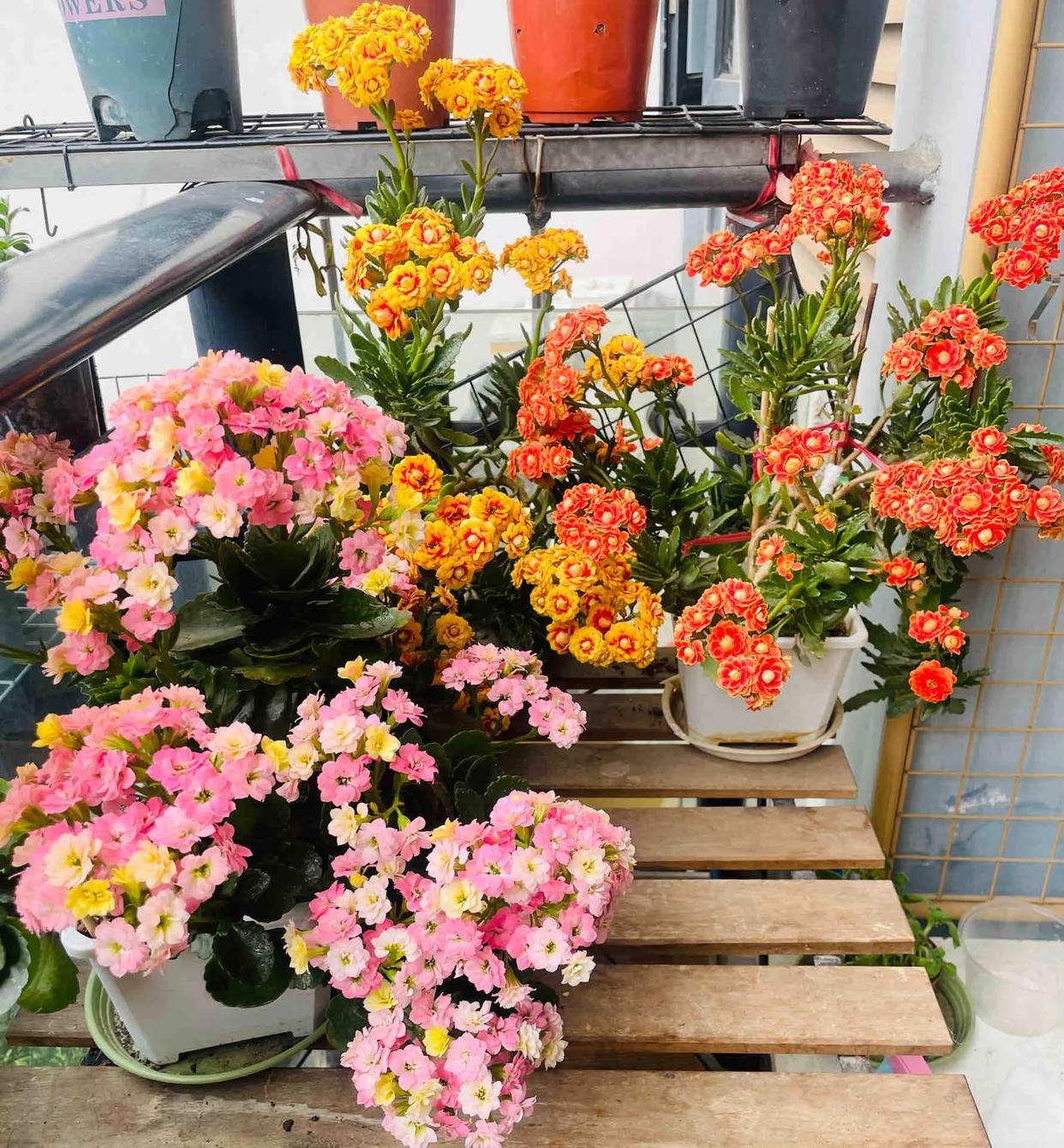 Cây hoa trường thọ mẹ trồng 5 năm bất ngờ nở rộ, dân mạng nhìn dáng cây liền muốn mua thêm một chậu- Ảnh 13.
