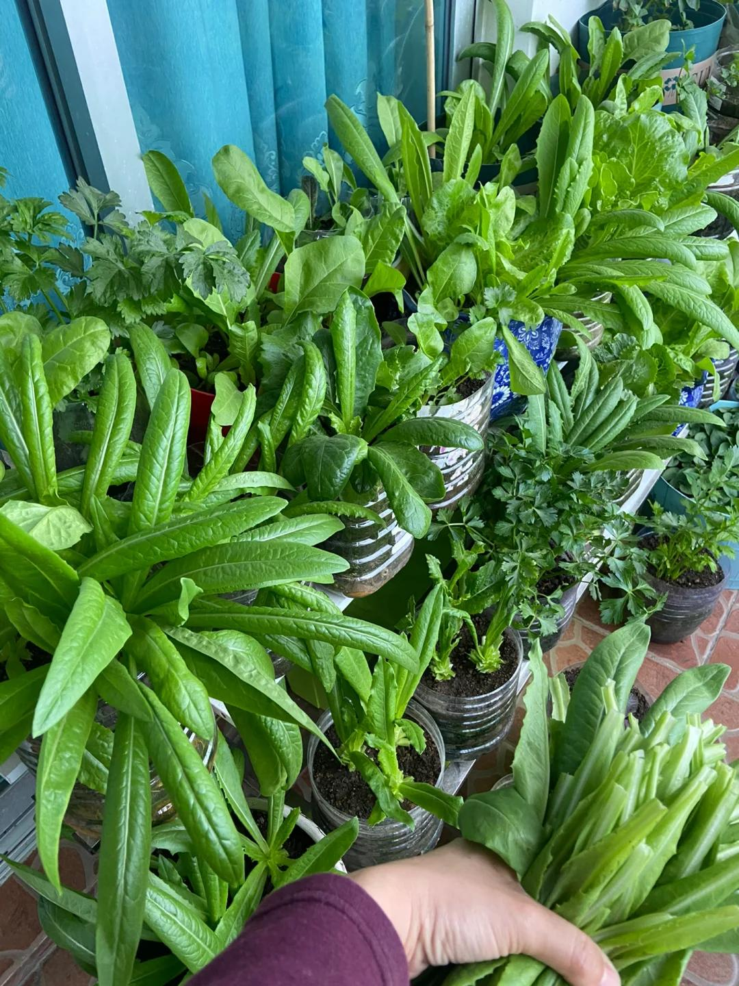 Người phụ nữ trồng cải thìa trên ban công, sau 21 ngày thu được luống rau xanh mướt khiến ai nhìn cũng muốn làm theo - Ảnh 8.