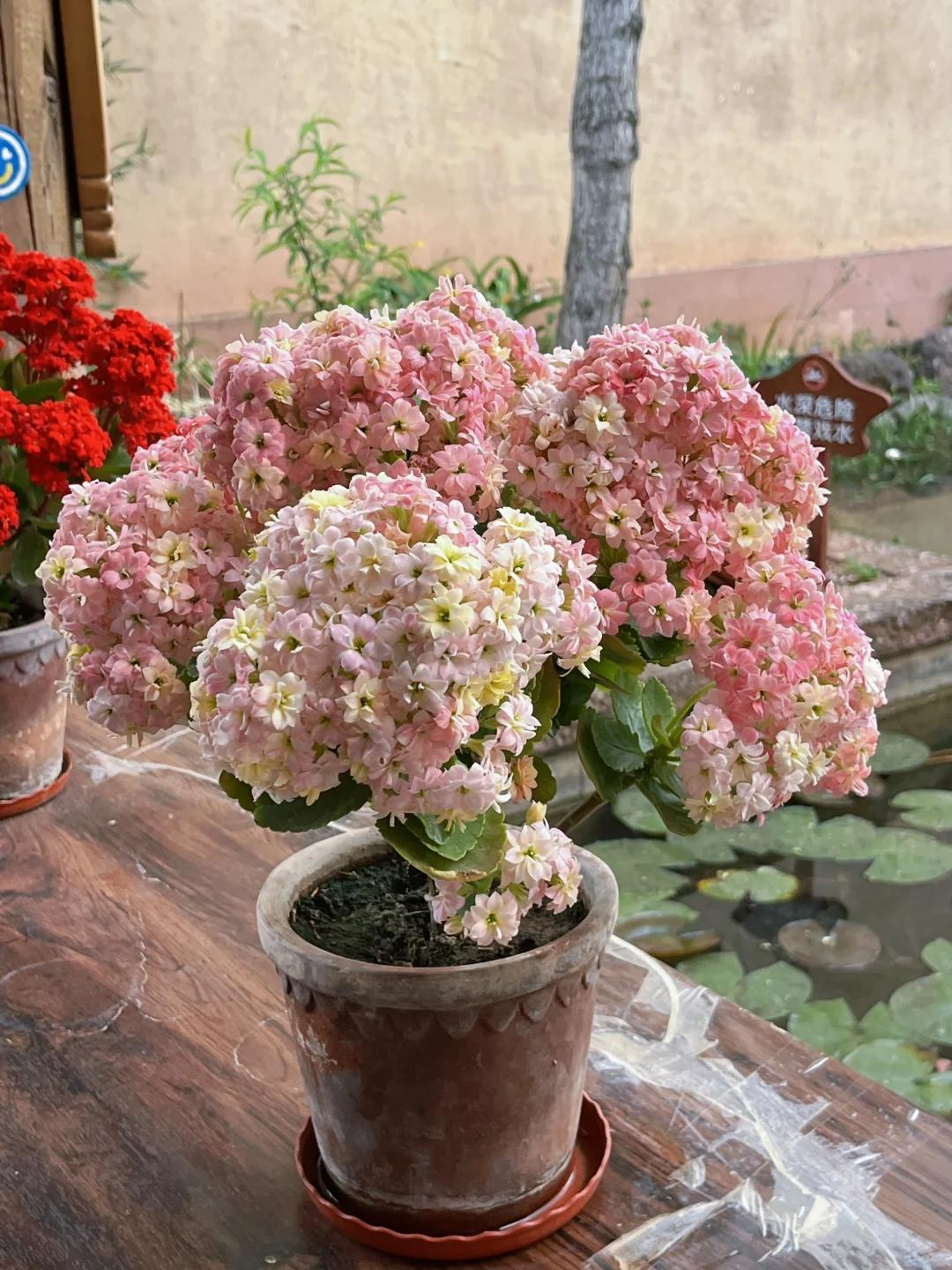 Cây hoa trường thọ mẹ trồng 5 năm bất ngờ nở rộ, dân mạng nhìn dáng cây liền muốn mua thêm một chậu- Ảnh 4.