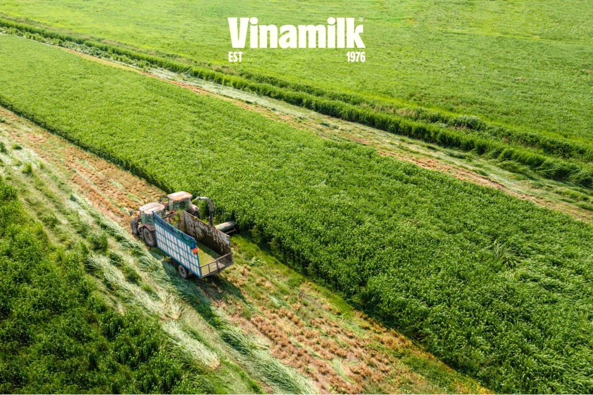 Nu&ocirc;i b&ograve; sữa ở xứ n&oacute;ng: Từ nan đề kh&ocirc;ng tưởng đến b&agrave;i to&aacute;n tự chủ của một quốc gia - Ảnh 1.