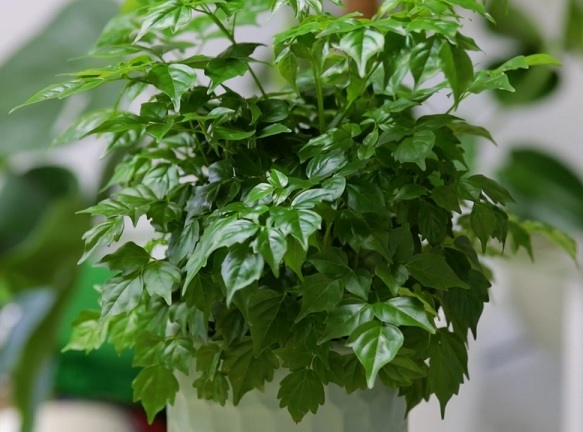 5 l&yacute; do nhiều người muốn trồng một c&acirc;y hạnh ph&uacute;c trong nh&agrave; - Ảnh 1.