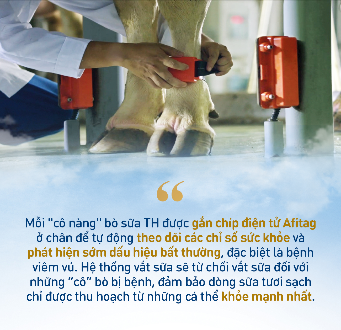 Những điểm nhấn làm nên chất lượng hàng đầu của sữa tươi sạch TH true MILK- Ảnh 5.