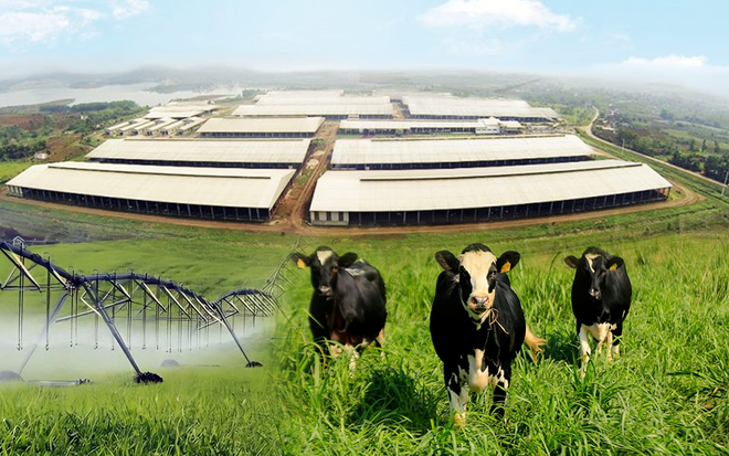 Những điểm nhấn làm nên chất lượng hàng đầu của sữa tươi sạch TH true MILK- Ảnh 1.