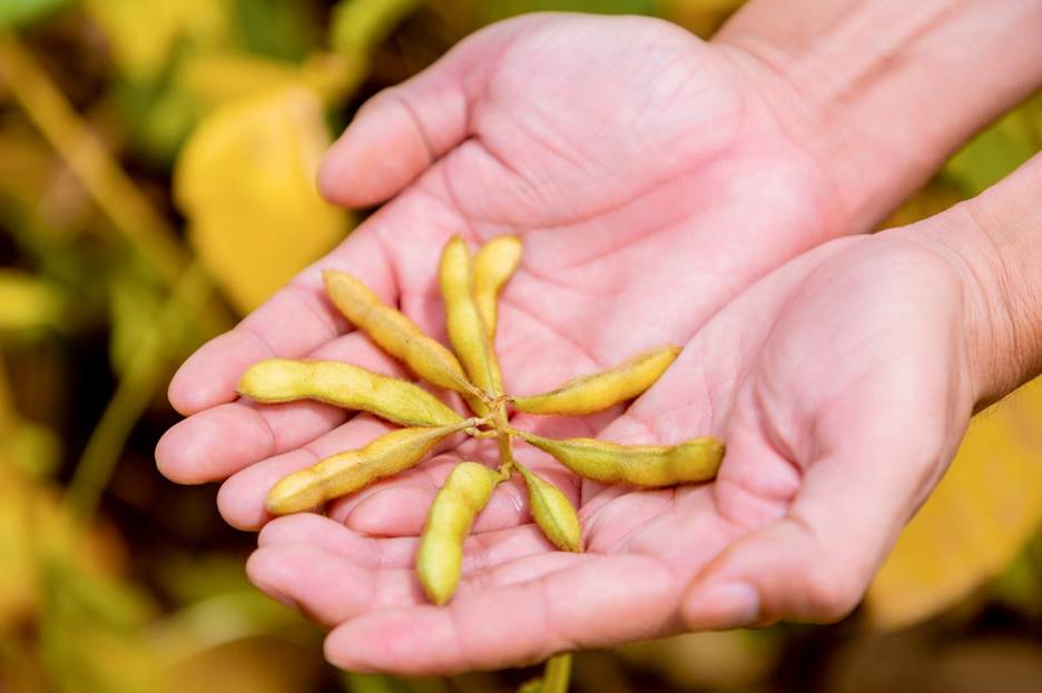 4 lý do đậu nành và các loại hạt được xem là nguồn dưỡng chất của tương lai - Ảnh 2.