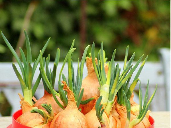 Đừng vội vứt bỏ! Những thực phẩm n&agrave;y khi nảy mầm c&oacute; thể tăng gi&aacute; trị dinh dưỡng - Ảnh 5.