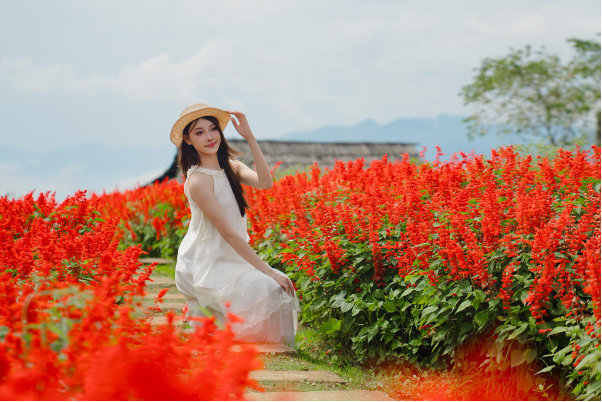 Th&aacute;ng 8 n&agrave;y, gh&eacute; Fansipan ngắm dải lụa đỏ hoa x&aacute;c ph&aacute;o rực rỡ giữa biển m&acirc;y - Ảnh 4.