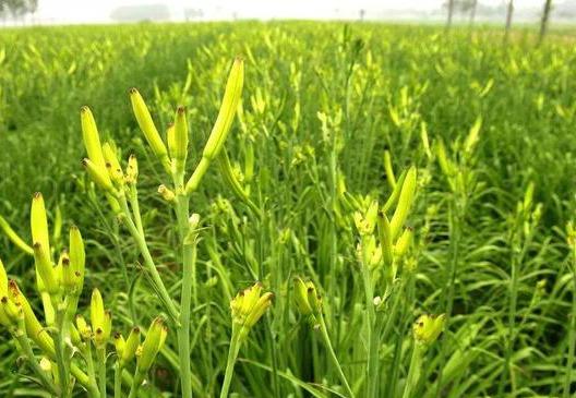 Khi m&ugrave;a thu bắt đầu, n&ecirc;n phơi kh&ocirc; 4 loại rau n&agrave;y, bảo quản trong tủ lạnh v&agrave; d&ugrave;ng để nấu ăn đến tận năm sau - Ảnh 12.