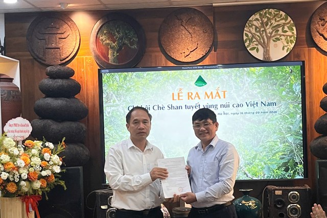 Chè Shan tuyết vùng núi cao tìm hướng nâng giá trị từ liên kết và chuẩn hóa
- Ảnh 1.