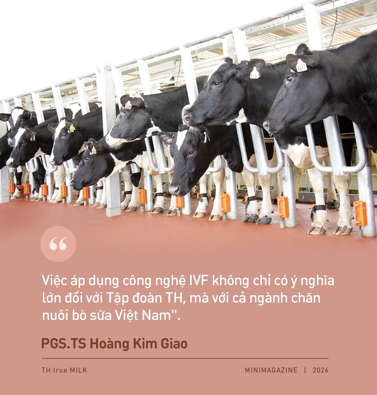 TH g&oacute;p vai tr&ograve; lớn giải b&agrave;i to&aacute;n kh&oacute; của ng&agrave;nh sữa Việt: Tự chủ giống b&ograve; sữa v&agrave; nguy&ecirc;n liệu - Ảnh 6.