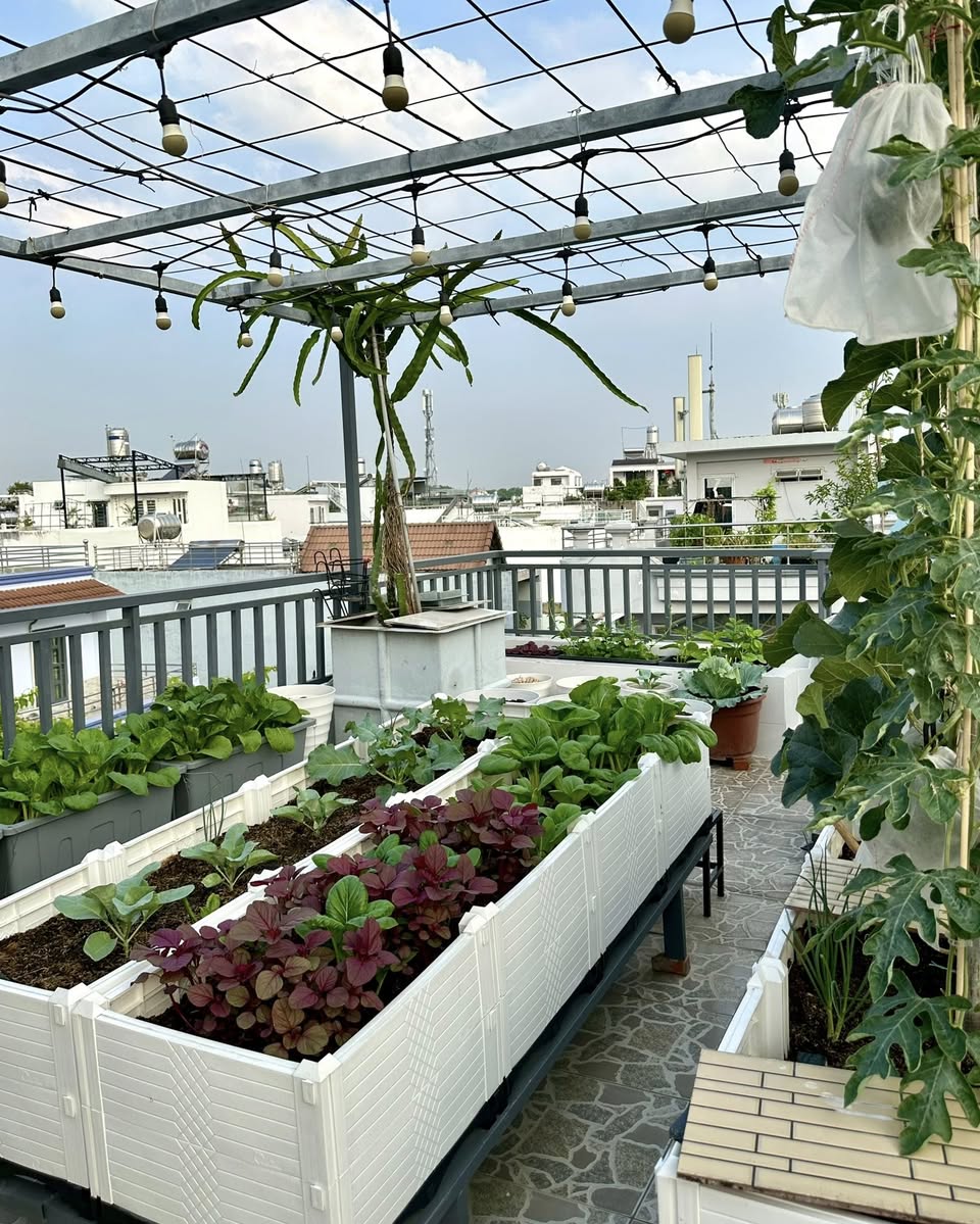 Khu vườn 40m² trên sân thượng ở TP.HCM: Rau xanh ăn quanh năm, chiều nào gia chủ cũng lên “xả stress”- Ảnh 2.