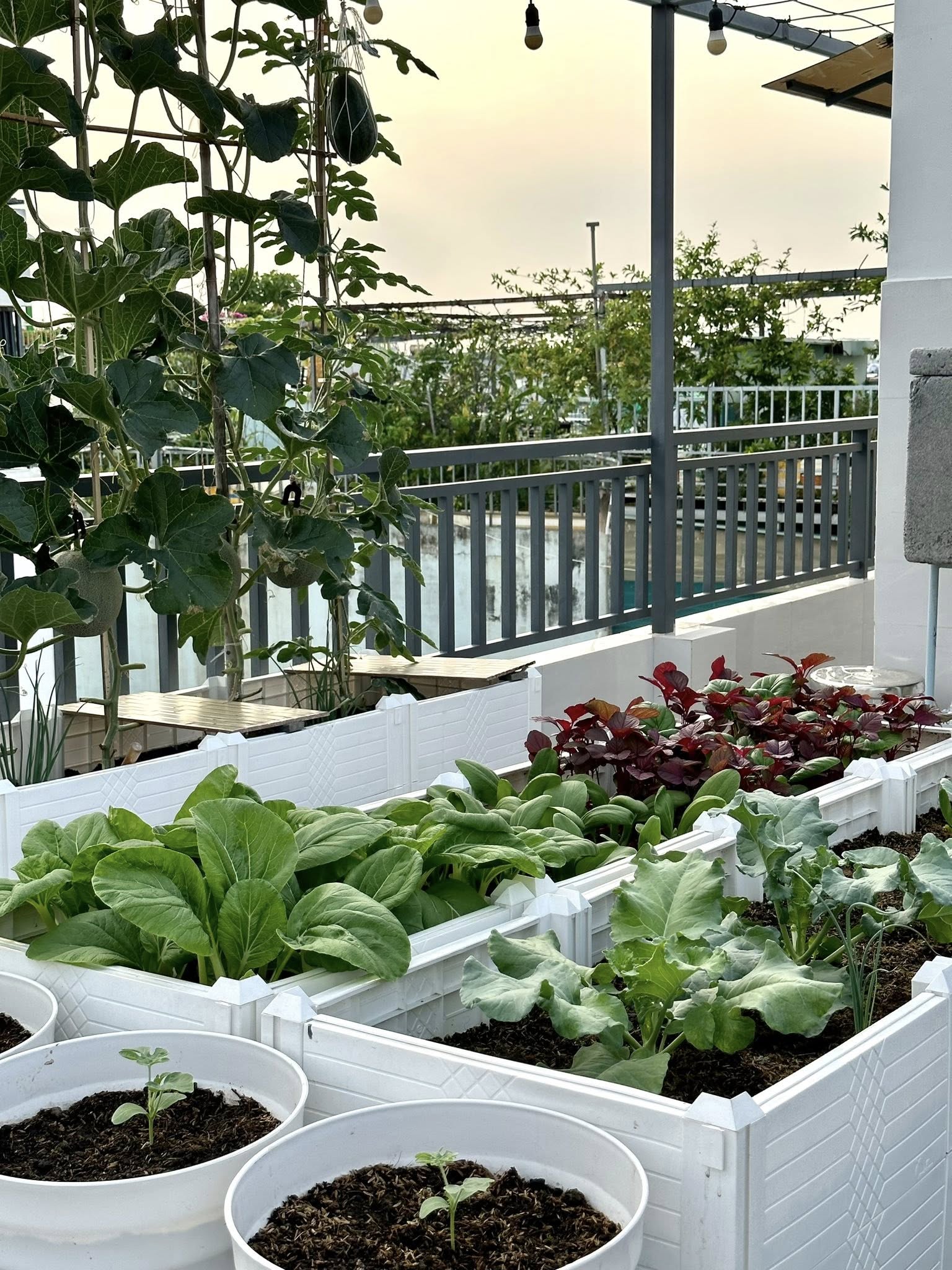 Khu vườn 40m² trên sân thượng ở TP.HCM: Rau xanh ăn quanh năm, chiều nào gia chủ cũng lên “xả stress”- Ảnh 10.