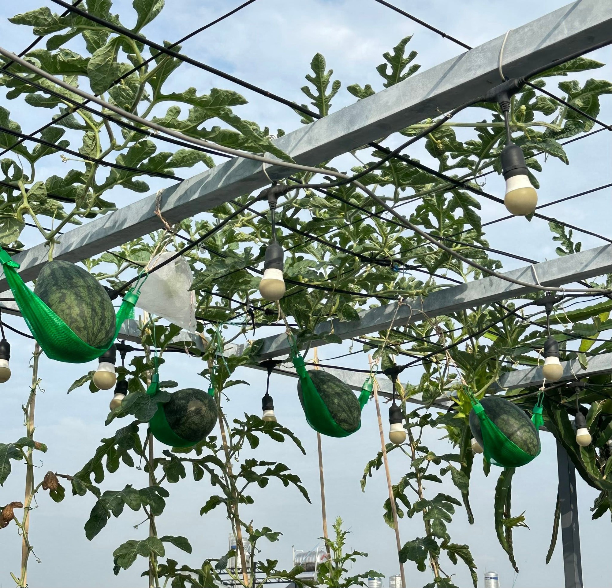 Khu vườn 40m² trên sân thượng ở TP.HCM: Rau xanh ăn quanh năm, chiều nào gia chủ cũng lên “xả stress”- Ảnh 5.