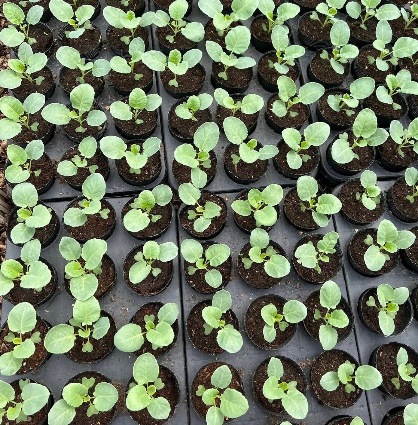 Khu vườn 40m² trên sân thượng ở TP.HCM: Rau xanh ăn quanh năm, chiều nào gia chủ cũng lên “xả stress”- Ảnh 16.