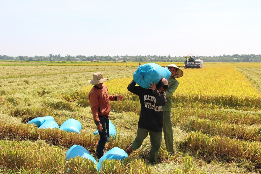 Trồng lúa chưa cần bán thóc, nông dân ở ĐBSCL vẫn sẽ được trả gần 1.000 tỷ đồng- Ảnh 1.