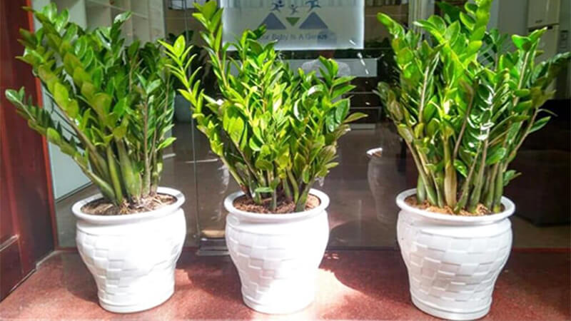 9 loại cây trồng trước nhà hợp phong thủy mang may mắn, tài lộc cho gia chủ- Ảnh 6.