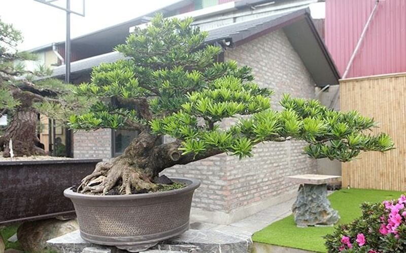 9 loại cây trồng trước nhà hợp phong thủy mang may mắn, tài lộc cho gia chủ- Ảnh 7.