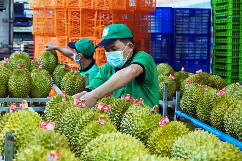 Thủ tướng chỉ đạo nóng về một số nhiệm vụ sản xuất bền vững mặt hàng 3,2 tỷ USD- Ảnh 1.