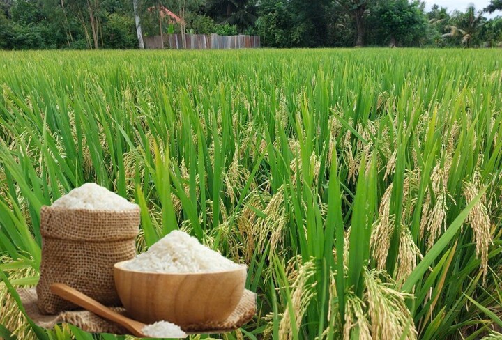 Senegal muốn nhập 100.000 tấn gạo Việt mỗi năm, mời gọi doanh nghiệp đầu tư chế biến- Ảnh 1.