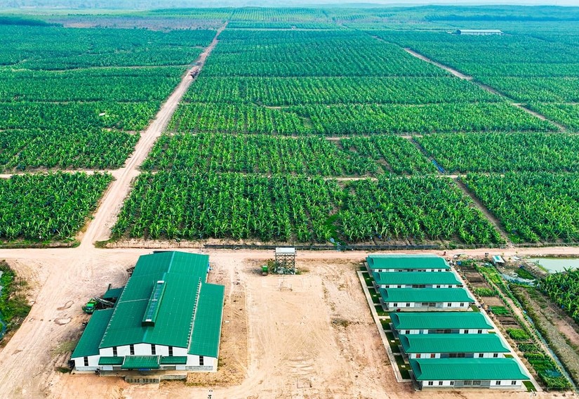 Công ty nông nghiệp của tỷ phú Trần Bá Dương tất toán sớm lô trái phiếu 2.400 tỷ đồng- Ảnh 1.