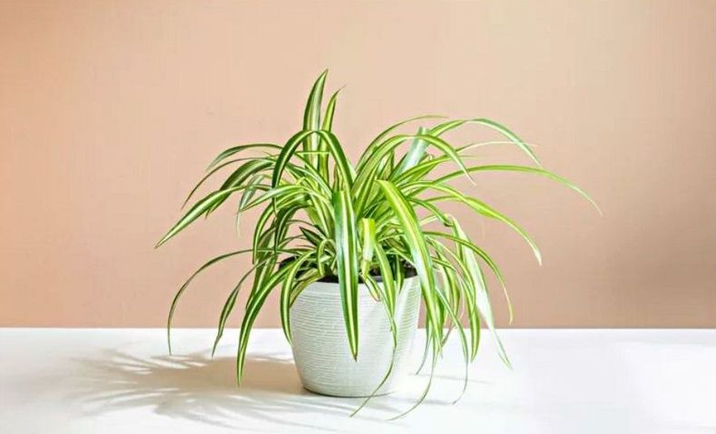 C&aacute;c loại c&acirc;y th&iacute;ch hợp trồng trong ph&ograve;ng bếp- Ảnh 6.