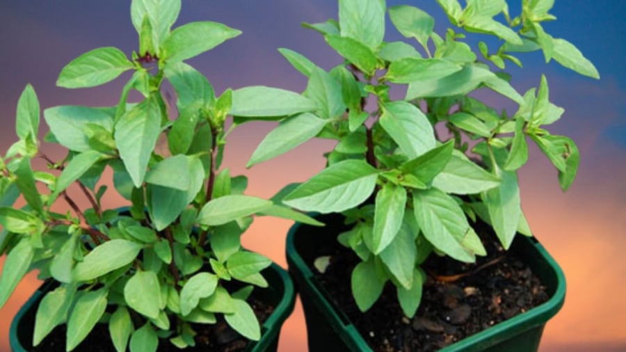 C&aacute;c loại c&acirc;y th&iacute;ch hợp trồng trong ph&ograve;ng bếp- Ảnh 4.