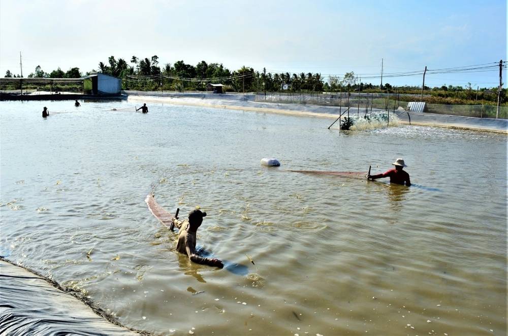 Nghi&ecirc;n cứu triển khai điện gi&oacute;, điện mặt trời kết hợp nu&ocirc;i trồng thủy sản v&agrave; điện kh&iacute; LNG tại C&agrave; Mau- Ảnh 2.