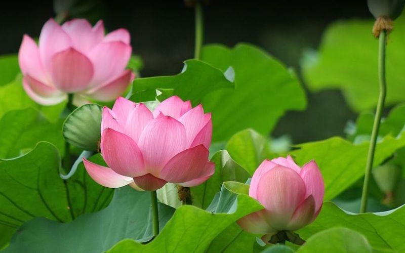 11. Hoa sen
