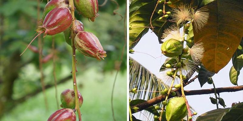 Công dụng của cây lộc vừng