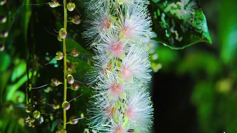 Cây lộc vừng hoa đỏ