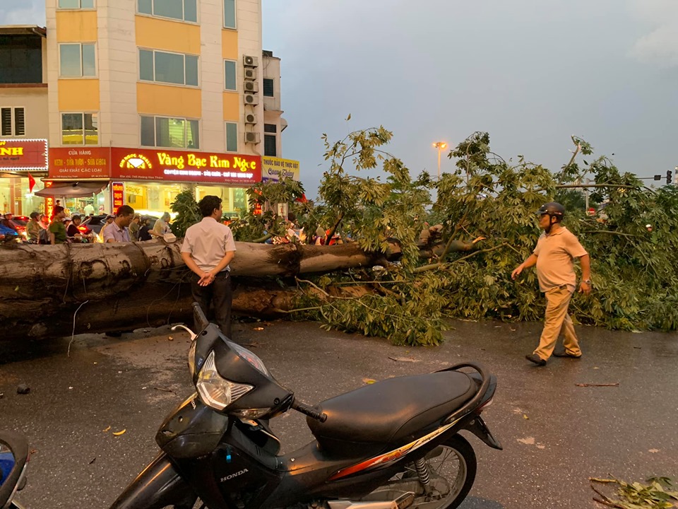 Một th&acirc;n c&acirc;y lớn đổ tr&ecirc;n đường Ho&agrave;ng Hoa Th&aacute;m
