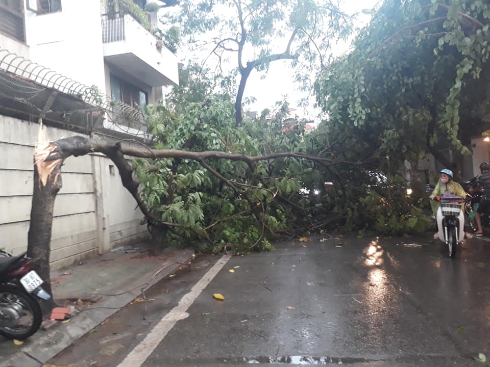 C&acirc;y đổ tr&ecirc;n đường Nguyễn Đ&igrave;nh Thi v&agrave; chắn ngang đường khiến cản trở giao th&ocirc;ng