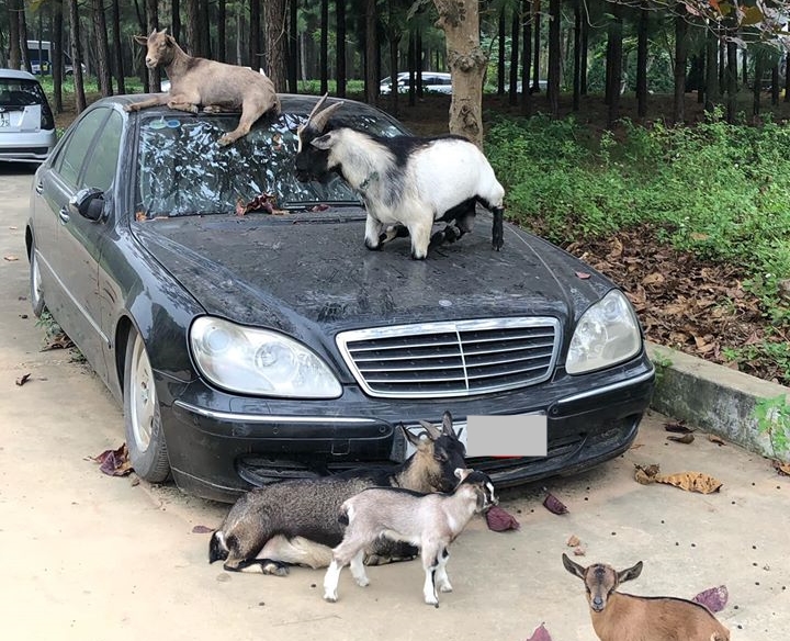Mercedes-Benz S350 biển Hà Nội bị chủ bỏ rơi vô tình làm chỗ tá túc cho đàn dê Mercedes-Benz S350 biển Hà Nội bị chủ bỏ rơi vô tình làm chỗ tá túc cho đàn dê