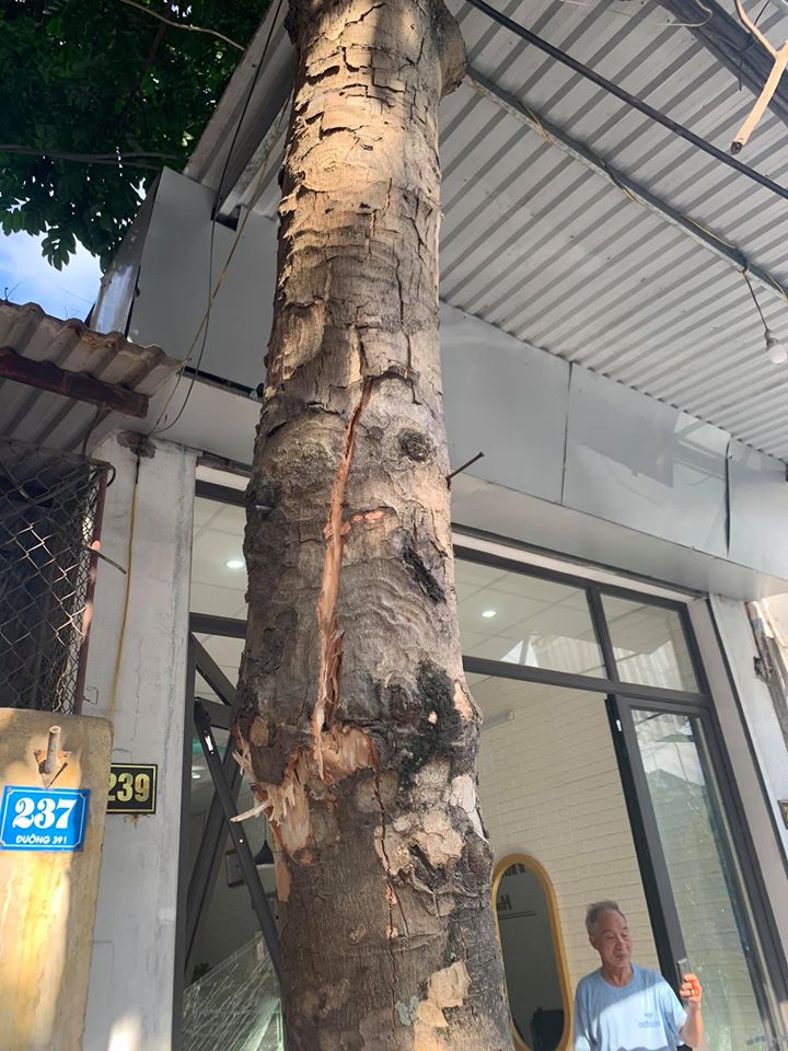 Một gốc cây trước cửa số nhà 239 bị đâm nứt thân