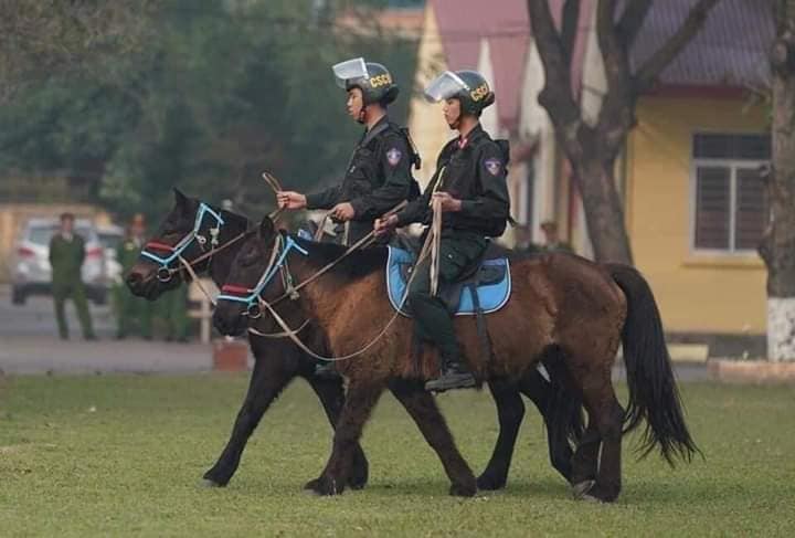 105 con ngựa từ Mông Cổ sẽ cùng các chiến sĩ CSCĐ tham gia tuần tra, phòng chống tội phạm trong năm nay