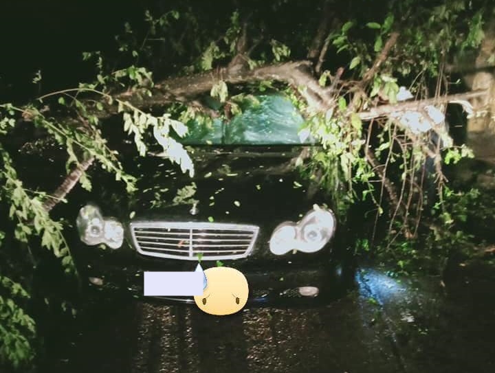Một chiếc Mercedes-Benz đời cũ bị c&acirc;y xanh bật gốc đ&egrave; tr&uacute;ng g&acirc;y thiệt hại với nắp cap&ocirc; m&oacute;p m&eacute;o v&agrave; k&iacute;nh chắn gi&oacute; ph&iacute;a trước bể.