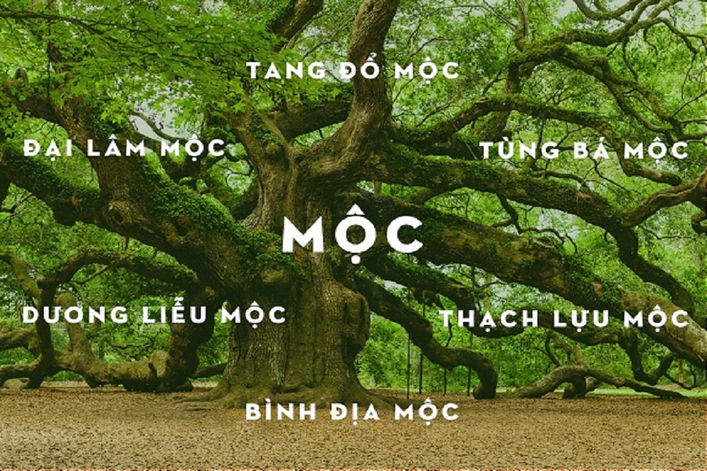 Mệnh Mộc chia th&agrave;nh 6 h&agrave;nh nhỏ, tượng trưng cho c&aacute;c dạng về c&acirc;y