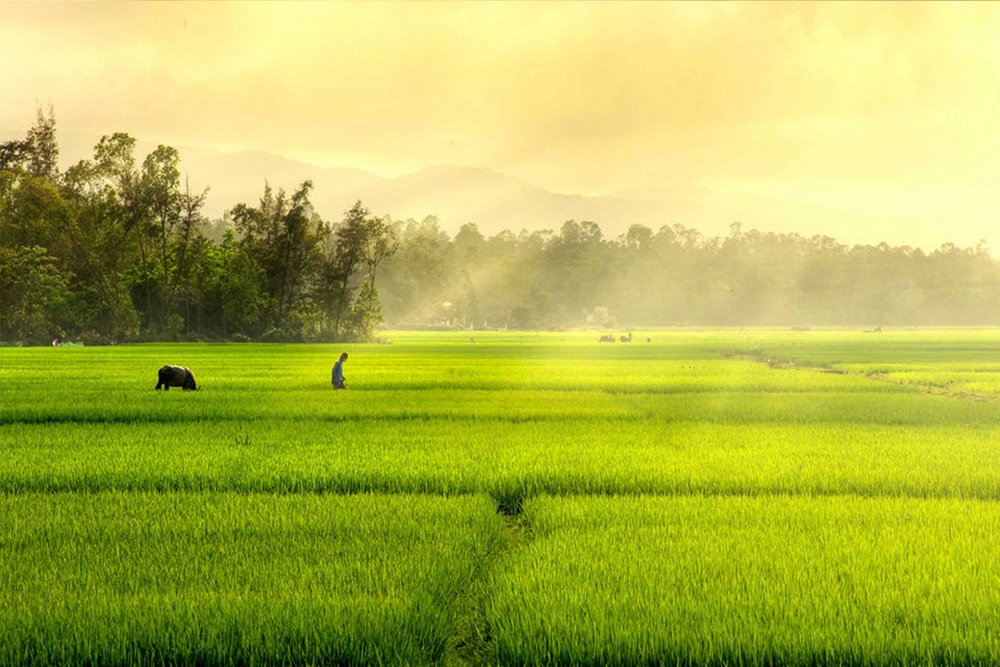 Tỉnh Th&aacute;i B&igrave;nh c&ograve;n được gọi l&agrave; Đất l&uacute;a