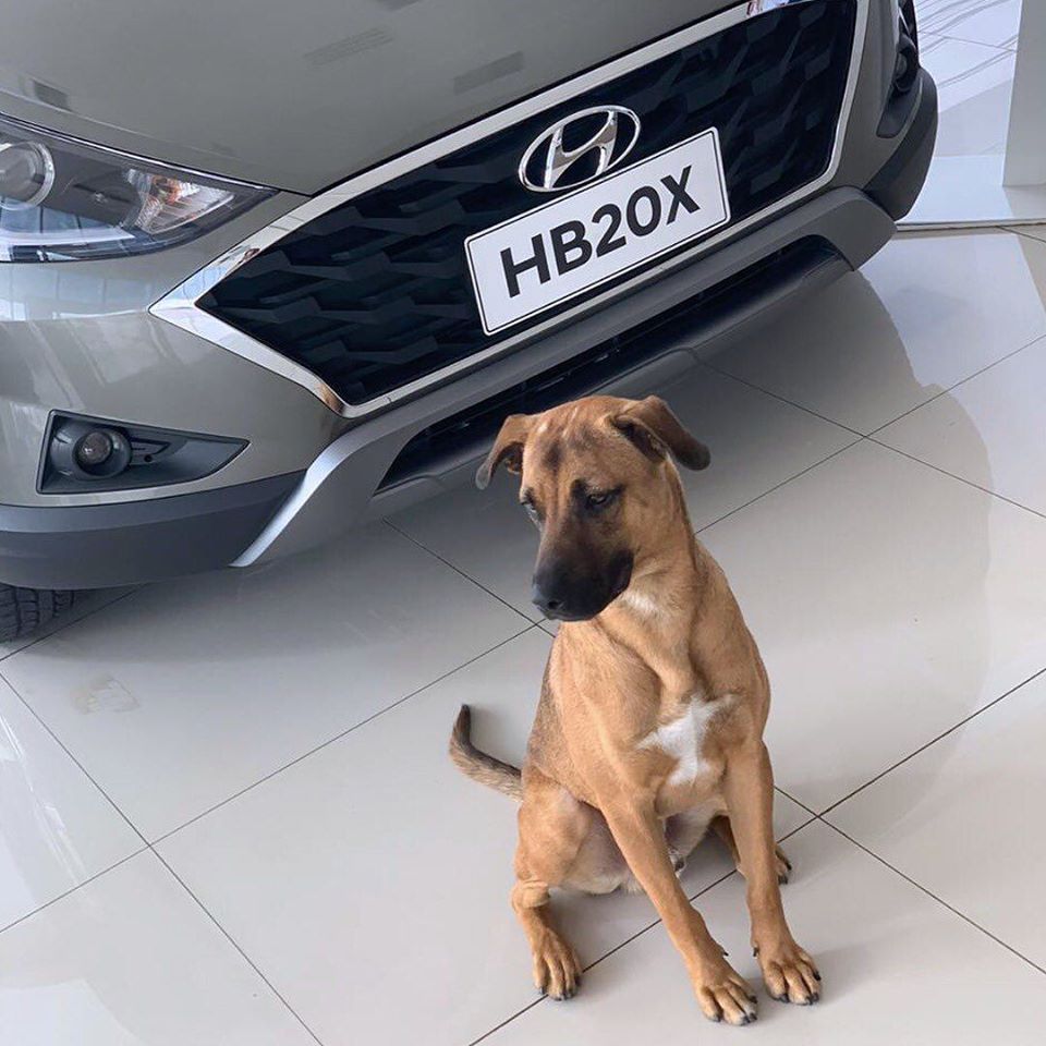 H&igrave;nh ảnh nh&acirc;n vi&ecirc;n 4 ch&acirc;n của đại l&yacute; &ocirc; t&ocirc; Hyundai đ&atilde; g&acirc;y x&ocirc;n xao tr&ecirc;n mạng x&atilde; hội