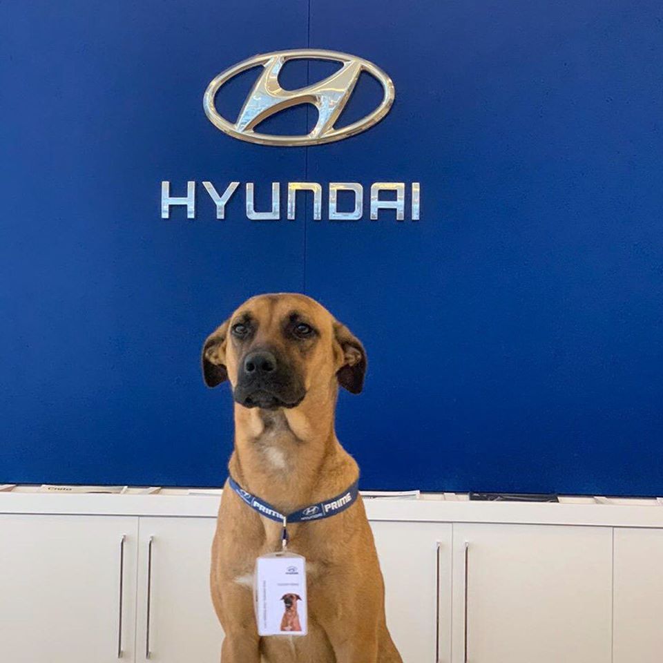Nh&acirc;n vi&ecirc;n 4 ch&acirc;n của đại l&yacute; &ocirc; t&ocirc; Hyundai