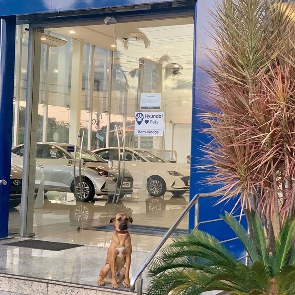 Ch&uacute; ch&oacute; ng&agrave;y ng&agrave;y ngồi ngo&agrave;i đại l&yacute; &ocirc; t&ocirc; Hyundai n&ecirc;n được thu&ecirc; l&agrave;m nh&acirc;n vi&ecirc;n